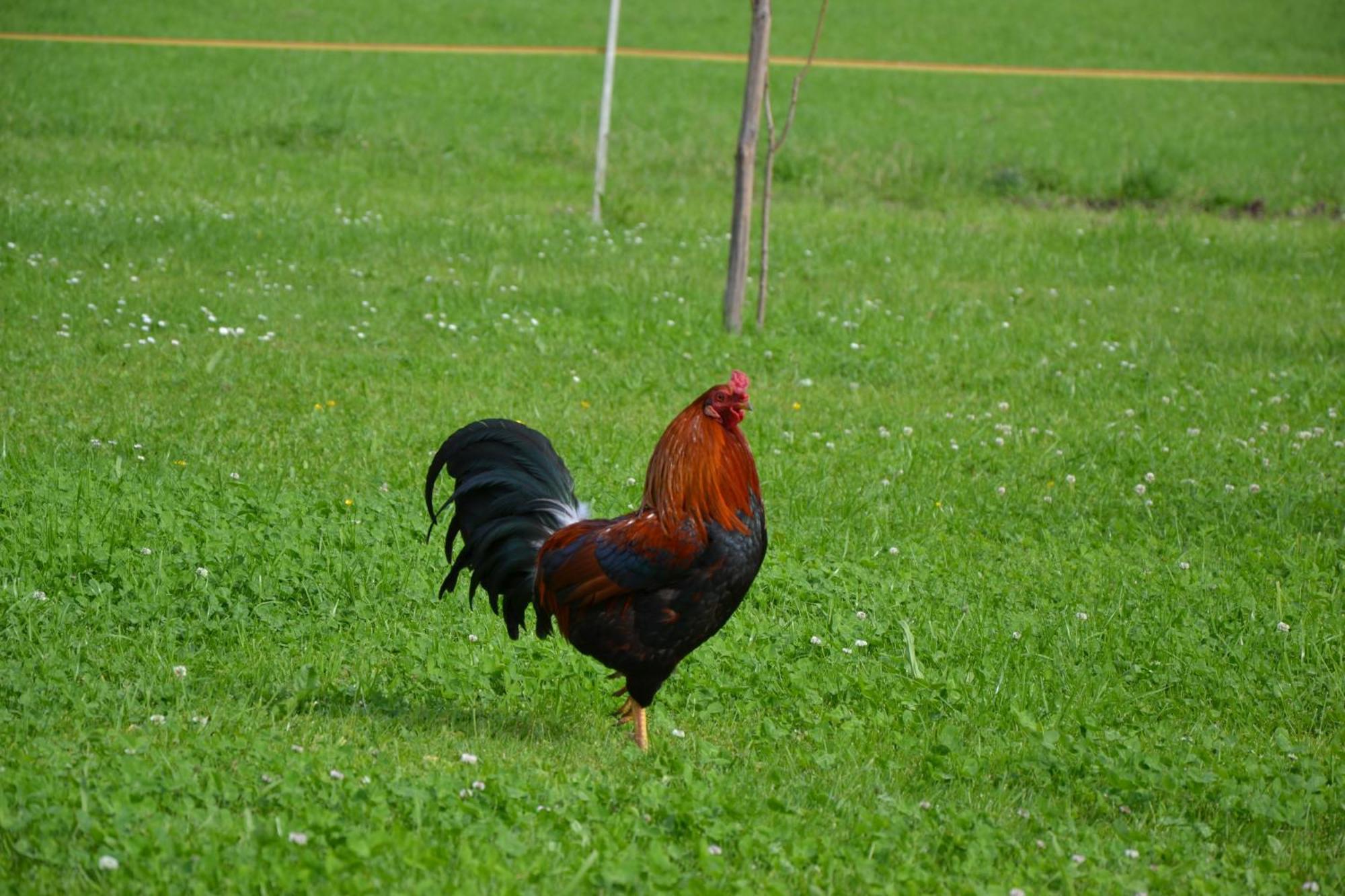 Kerschbaumergut Grossgmain Luaran gambar